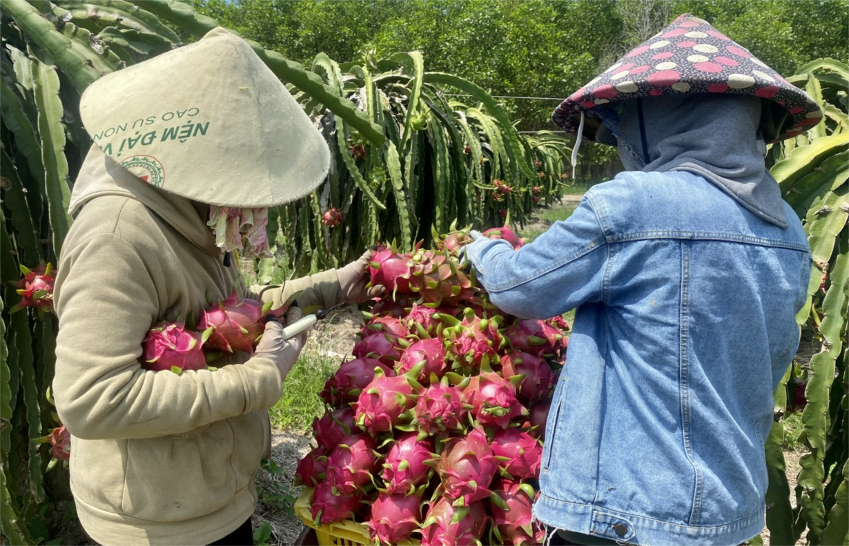 Thanh long chín  rụng đỏ vườn vì không ai thu mua (06/7/2023)